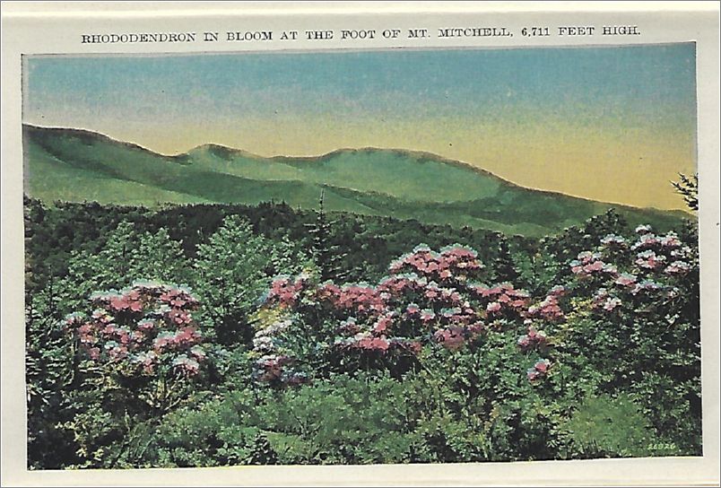    Rhododendron in Bloom at the foot of Mt. Mitchell, 6711 feet high apcxf003a01-13