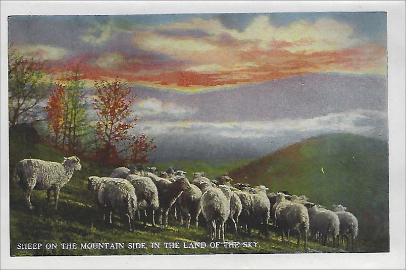    Sheep on the Mountain Side, In the Land of the Sky bbcxf001a01-20