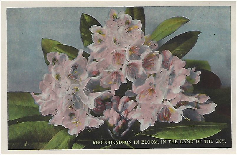   Rhododendron in Bloom, In the Land of the Sky bbcxf002a01-11