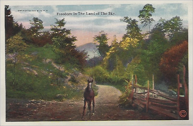   Freedom in the Land of the Sky (horse) bbcxf002a01-12