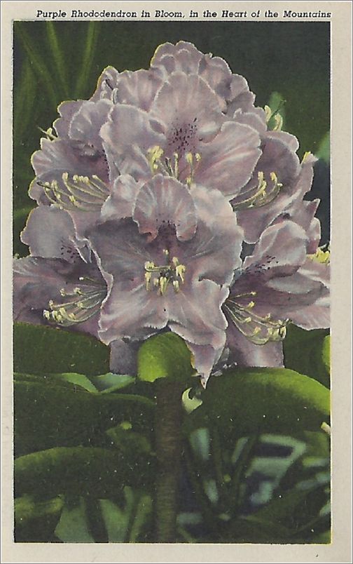    Purple Rhododendron in Bloom, in the Heart of the Mountains hnmxf0001a01-12