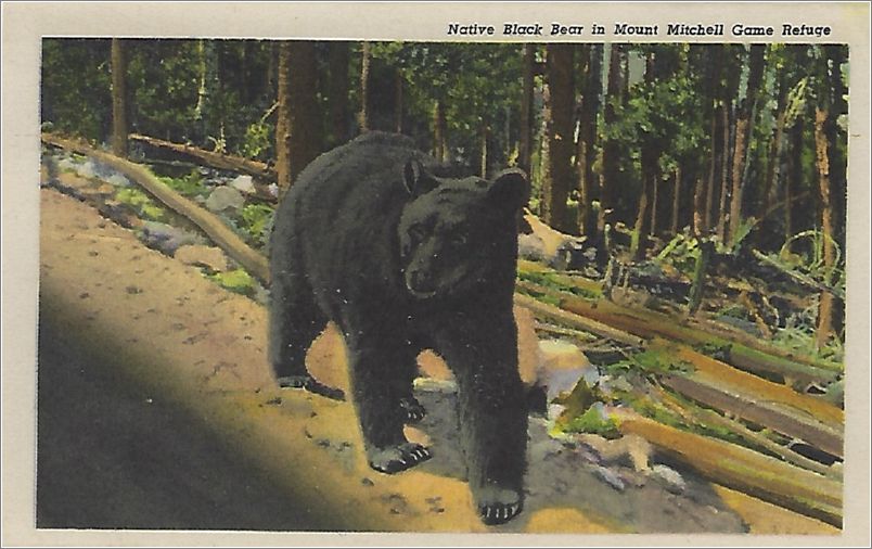    Native Black Bear in Mount Mitchell Game Refuge hnmxf0001a01-15