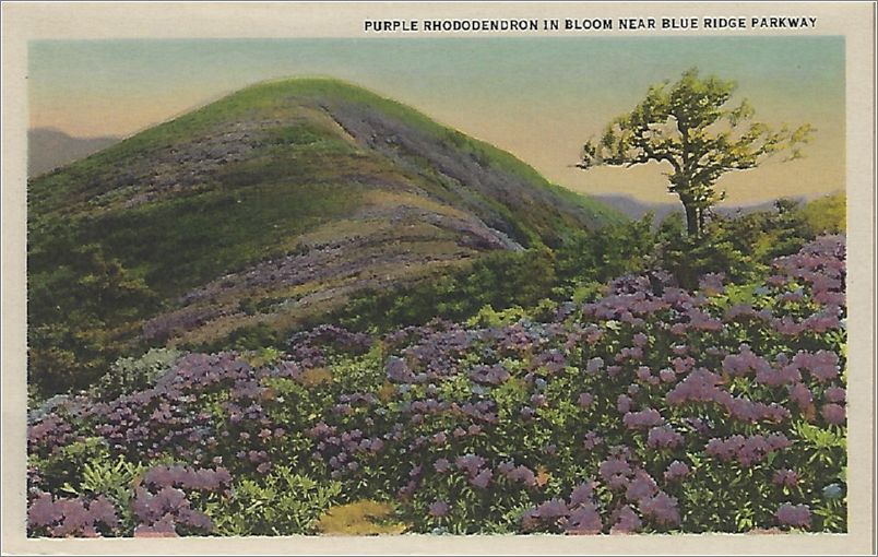   Purple Rhododendron in Bloom near Blue Ridge Parkway hnmxf0001a01-18