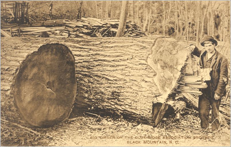 Big Timber on the Blue Ridge Assembly Grounds, Black Mountain NC (conference dates on back) hwp010a01-f