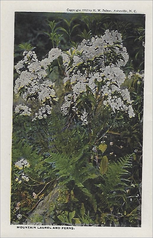    Mountain Laurel and Ferns spcxf002a01-20