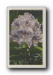 Click to enlarge    Purple Rhododendron in Bloom, in the Heart of the Mountains