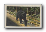 Click to enlarge    Native Black Bear in Mount Mitchell Game Refuge