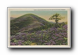 Click to enlarge    Purple Rhododendron in Bloom near Blue Ridge Parkway