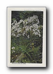 Click to enlarge    Mountain Laurel and Ferns