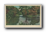 Click to enlarge (unmarked) river with tree and reflection (card has no APC number)