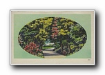 Click to enlarge (unmarked) path through fall trees, green oval (card has no APC number)