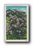 Click to enlarge Mountain Rhododendron in Bloom
