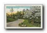 Click to enlarge Dogwood in Bloom on Vanderbilt Road, Biltmore Forest, Asheville NC