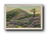 Click to enlarge Purple Rhododendron in Bloom near Blue Ridge Parkway