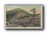 Click to enlarge Purple Rhododendron in Bloom Near Blue Ridge Parkway, Gardens on Great Craggy Mountains, 34 miles from Asheville NC