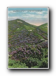 Click to enlarge Craggy Pinnacle and Rhododendron in Bloom, near Asheville NC,