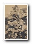 Click to enlarge Mountain Rhododendron, In the Land of the Sky
