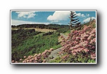 Click to enlarge Mt. Mitchell State Park, Western North Carolina. Red Catawba Rhododendron in bloom along the road