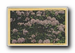 Click to enlarge Mountain Rhododendron in Bloom