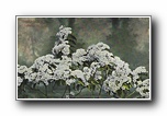 Click to enlarge Mountain Laurel at Asheville NC
