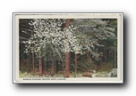 Click to enlarge Dogwood Blossoms, Western North Carolina