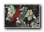 Click to enlarge Dogwood - State Flower of North Carolina, Cardinal - State Bird of North Carolina