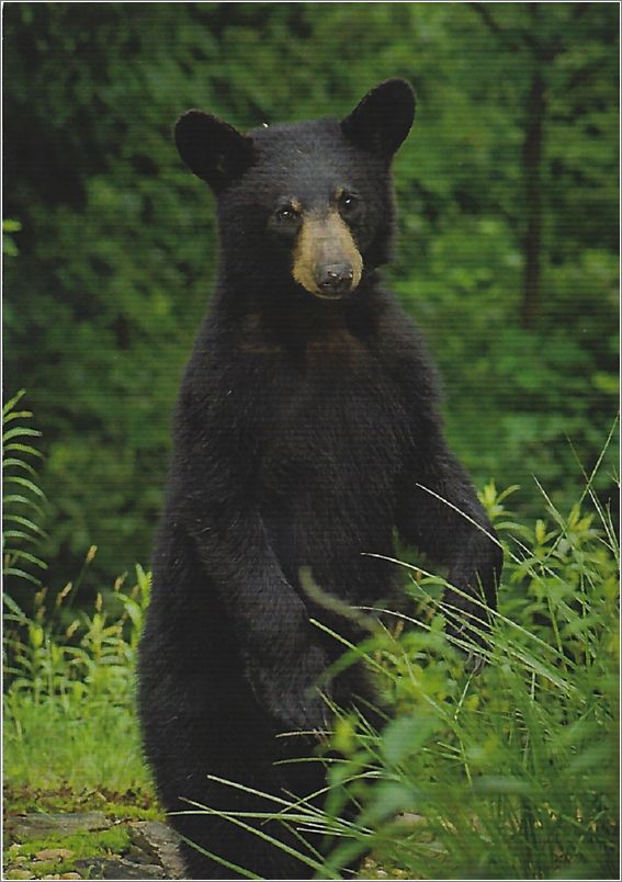 YMCA Blue Ridge Assembly (black bear) unk021a01-f