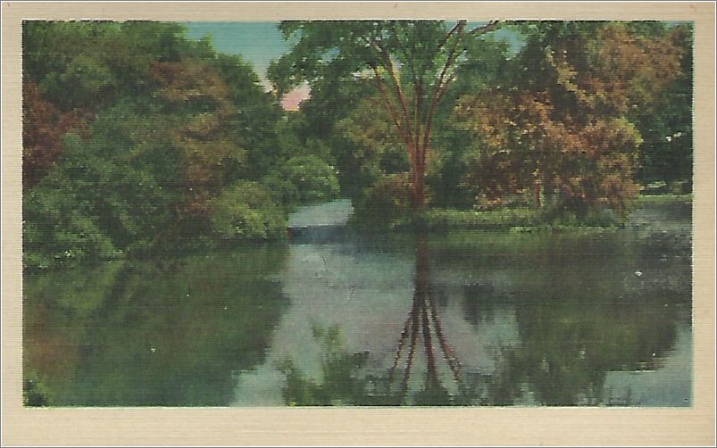 (unmarked) river with tree and reflection (card has no APC number) x19-apc-07098-a01-f