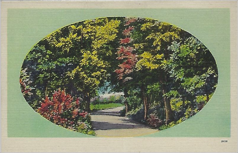 (unmarked) path through fall trees, green oval (card has no APC number) x19-apc-28038-a01-f