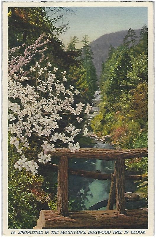 Springtime in the Mountains, Dogwood Tree in Bloom (no secondary number) x19-apc015-000-a01-f