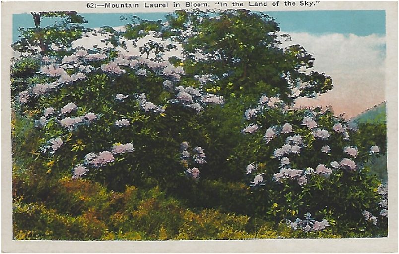 Mountain Laurel in Bloom 