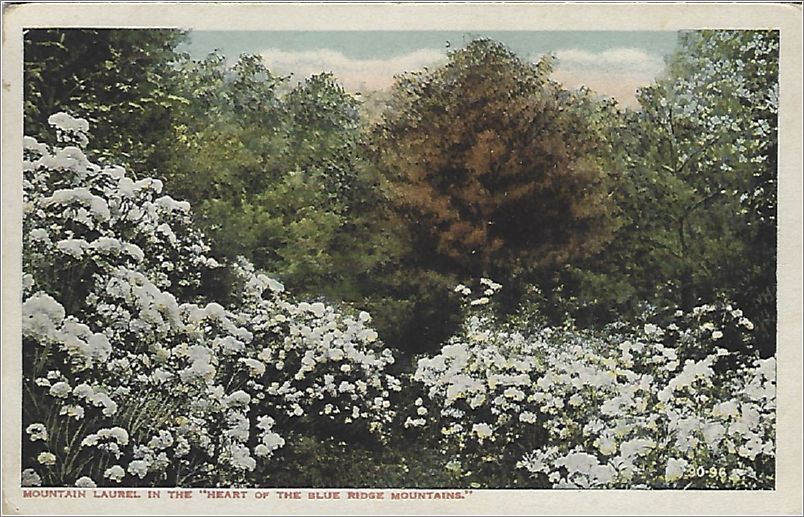 Mountain Laurel in the 