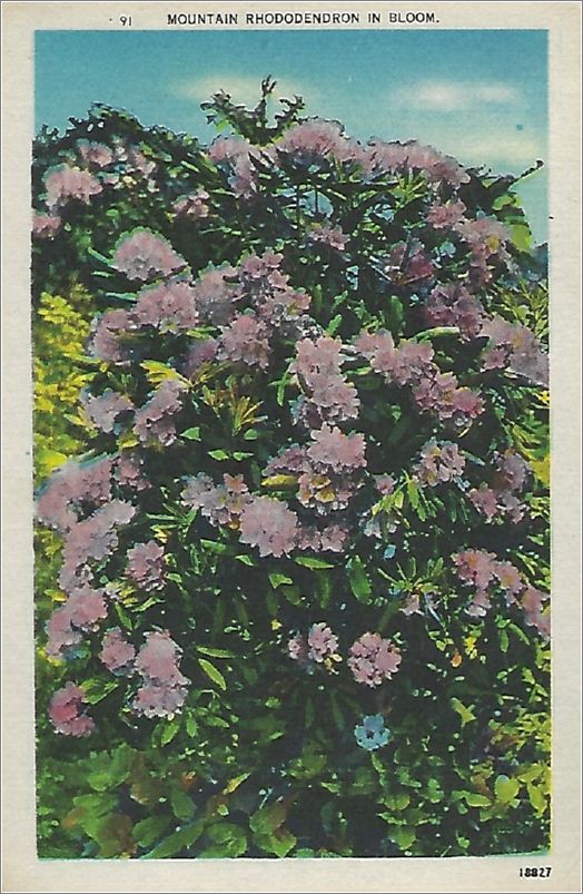 Mountain Rhododendron in Bloom x19-apc091-18827-a01-f