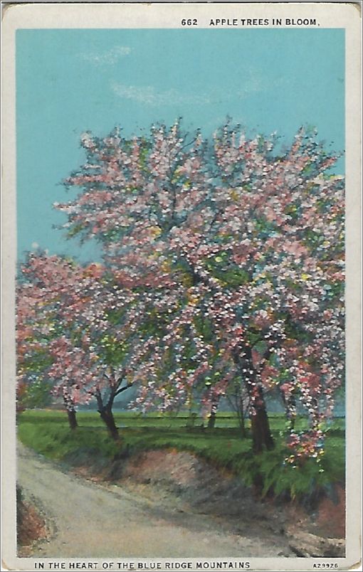 Apple Trees in Bloom, In the Heart of the Blue Ridge Mountains x19-apc662a01-f