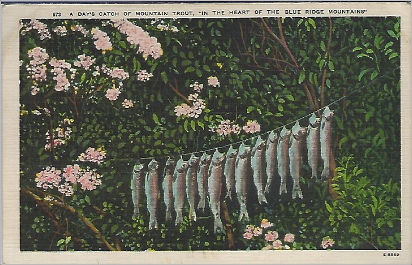 A Day's Catch of Mountain Trout, 