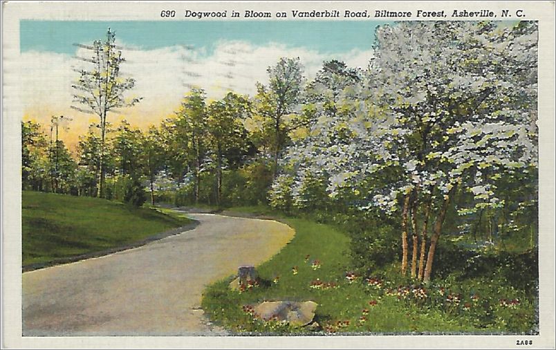 Dogwood in Bloom on Vanderbilt Road, Biltmore Forest, Asheville NC x19-apc690a01-f