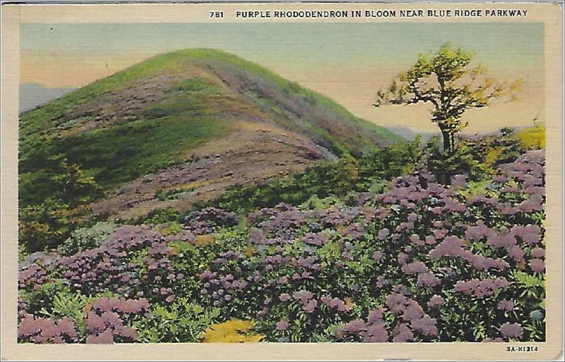 Purple Rhododendron in Bloom near Blue Ridge Parkway x19-apc781a01-f