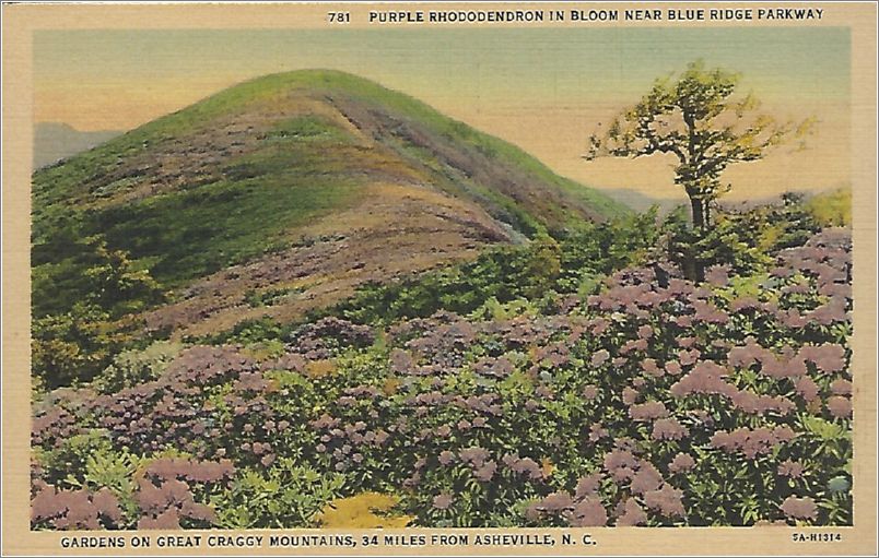 Purple Rhododendron in Bloom Near Blue Ridge Parkway, Gardens on Great Craggy Mountains, 34 miles from Asheville NC x19-apc781b01-f