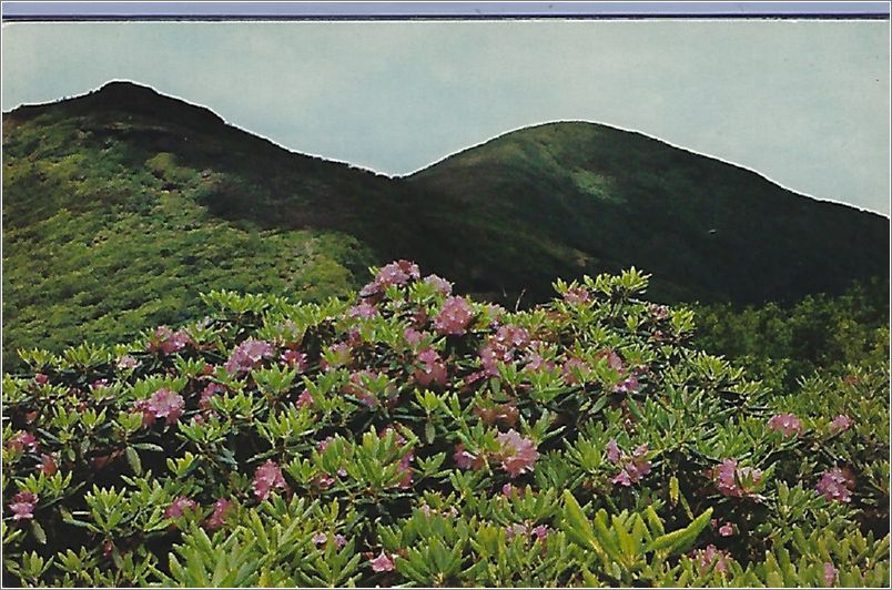 Purple Rhododendron in Bloom on Blue Ridge Parkway, Craggy Pinnacle and Craggy Dome in background x19-apck00032a01-f