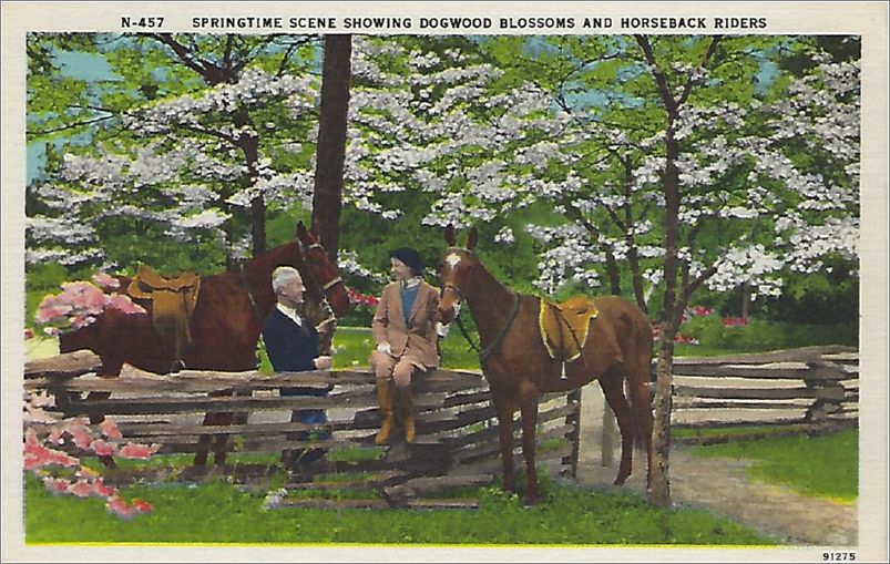 Springtime Scene Showing Dogwood Blossoms and Horseback Riders x19-apcn457a01-f
