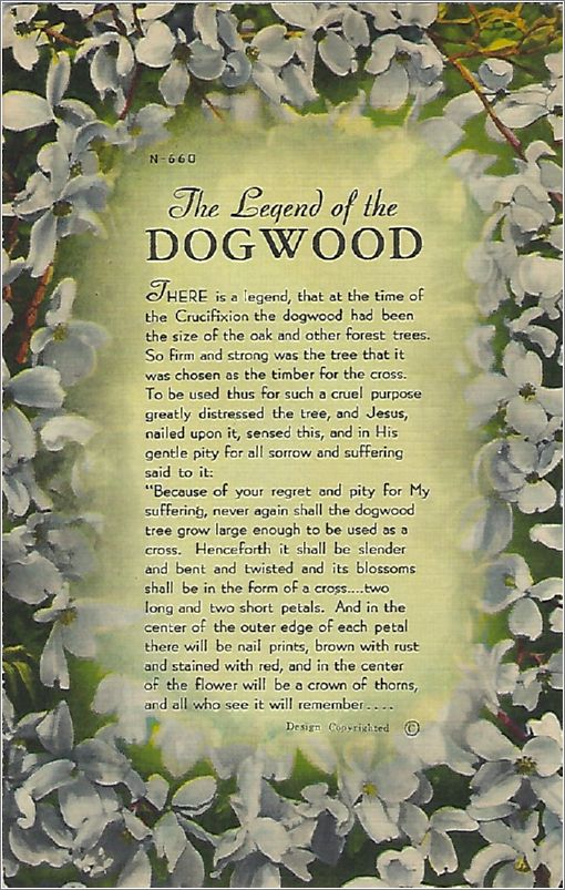 The Legend of the Dogwood (story) x19-apcn660a01-f