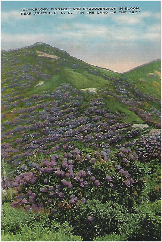 Craggy Pinnacle and Rhododendron in Bloom, near Asheville NC, 