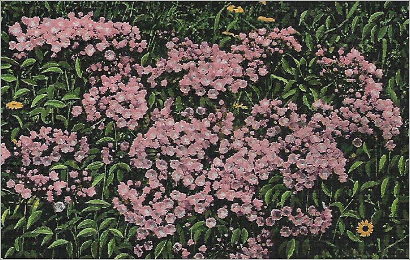 Mountain Laurel, Asheville and Western North Carolina 