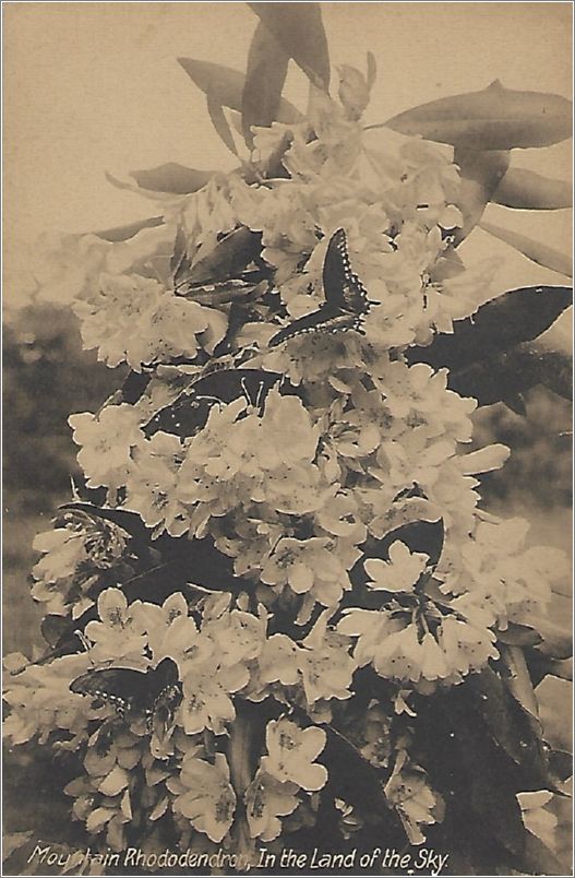 Mountain Rhododendron, In the Land of the Sky x19-hmc0493a01-f