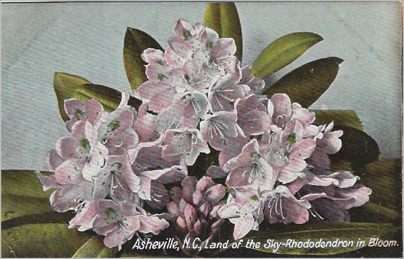 Asheville NC, Land of the Sky - Rhododendron in Bloom x19-hmc3616a01-f