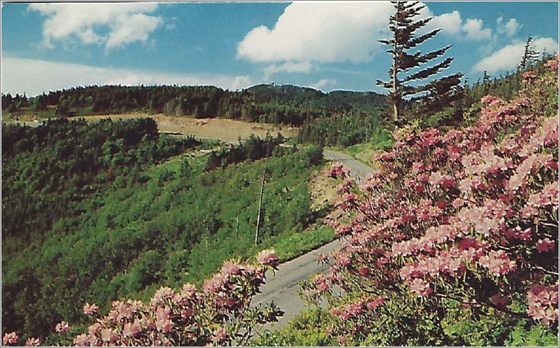 Mt. Mitchell State Park, Western North Carolina. Red Catawba Rhododendron in bloom along the road x19-hmp014752a01-f
