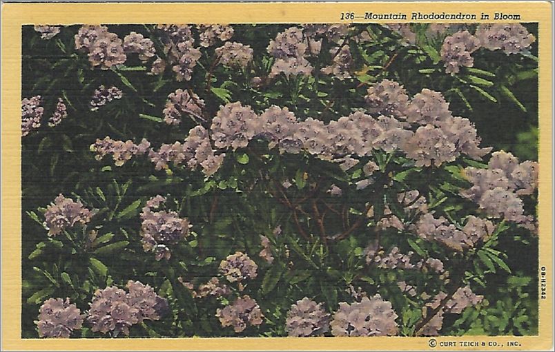 Mountain Rhododendron in Bloom x19-hnm136a01-f