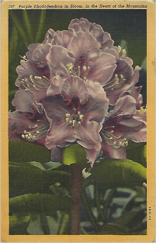 Purple Rhododendron in Bloom, in the Heart of the Mountains x19-hnm167a01-f