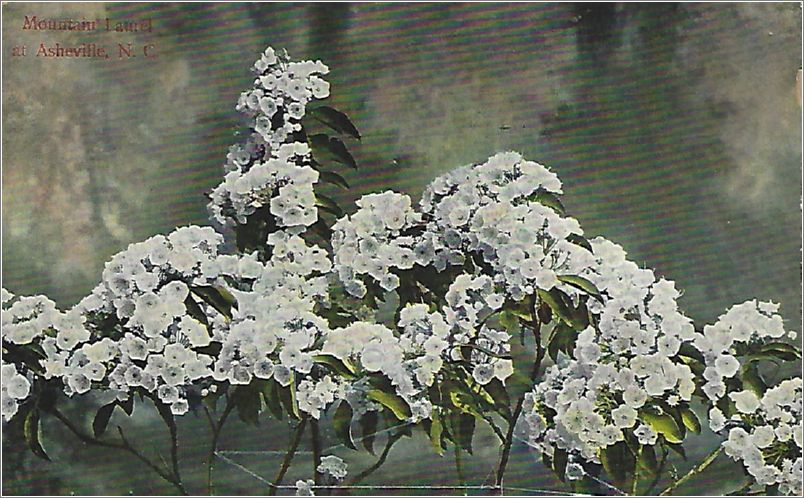 Mountain Laurel at Asheville NC x19-ipc0941a01-f