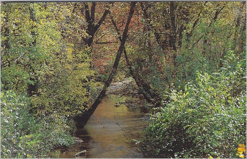 Autumn's first touch is seen in the leaves of the hardwoods near the streams, this one Flat Creek running through Black Mountain NC. x19-mmc28417134a01-f